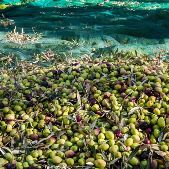 Filet de Récolte d'Olives 5x10 m LISHUI – Image 3