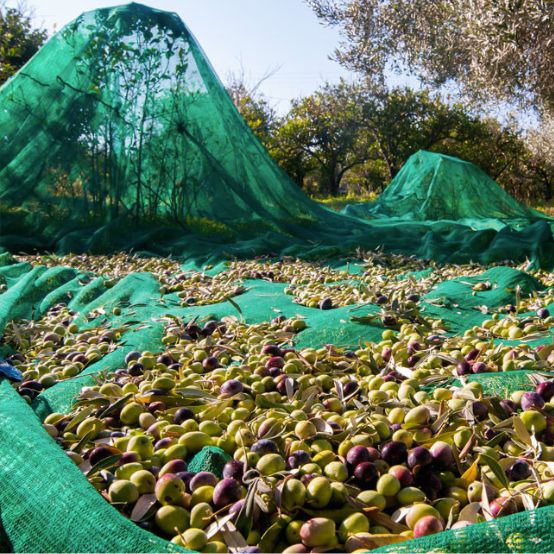 Filet de Récolte d'Olives 5x10 m LISHUI – Image 5