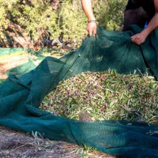 Filet de Récolte d'Olives 5x10 m LISHUI – Image 6